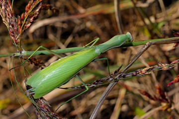 mantide religiosa (Mantis religiosa); femmina adulta