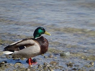 Close-up on royal duck male on the edge of a lake.