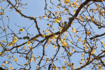 oak tree yellow leafs