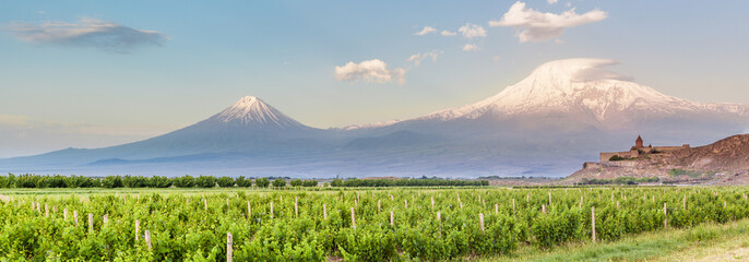 Grape field in Ararat valley. View of Khor Virap and Mount Ararat. Exploring Armenia