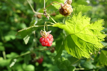 Raspberry bush
