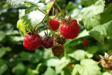 Raspberry bush