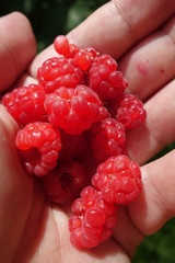 Raspberry bush