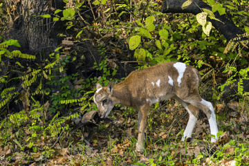 Mouflon Lamb Adventures