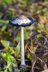 Old ink cap