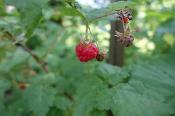 Raspberry bush