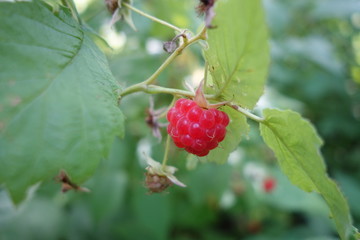 Raspberry bush