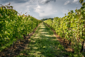 Fototapeta na wymiar vineyards in country of Quebec, Canada