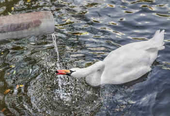 Лебедь плавает в озере и пьет воду текущую из трубы. Жажда.