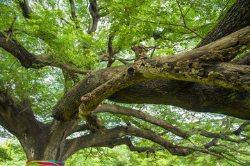 Fototapeta na wymiar very big tree in Thailand