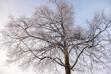 Snow-covered tree in front of a bright blue sky
