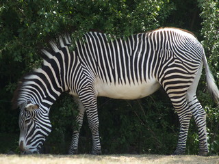 Hunger stripes