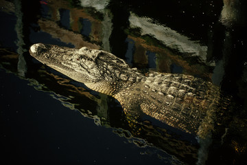 Alligator floating on water  - 126591031