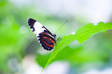 Tropical Butterfly is resting close-up, at plant at indoor garde