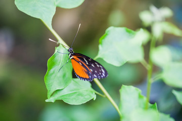 Tropical Butterfly is resting close-up, at plant at indoor garde