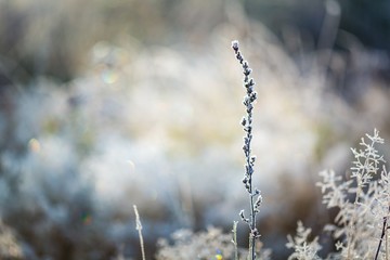 Obraz na płótnie Canvas Frosted grass at cold winter day