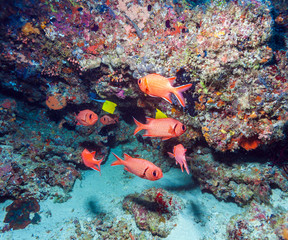 A flock of red soldier fish, Maldives