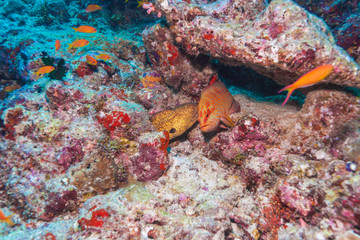 Giant Moray eels and red grouper, Maldives