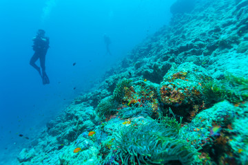 Naklejka na ściany i meble Underwater scuba divers and coral wall, Maldives