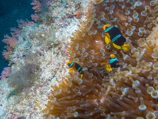 Fototapeta na wymiar Yellowtail Clown Fish with Sea Anemone