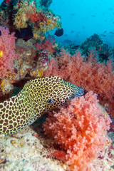 Moray Eel in Tropical Coral Reef, Maldives
