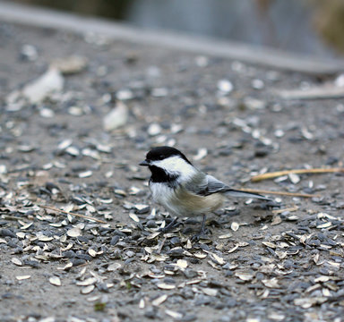 m&eacute;sange &agrave; t&ecirc;te noire