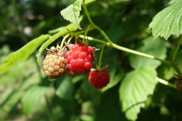 Raspberry bush
