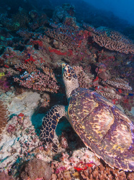 Green turtle laying on coral seabed Maldives