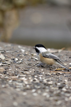 m&eacute;sange &agrave; t&ecirc;te noire