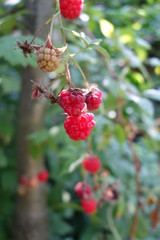 Obraz premium Raspberry bush