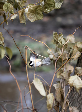 m&eacute;sange &agrave; t&ecirc;te noire