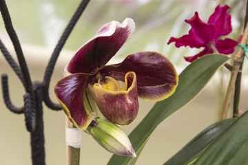 Orchids. Beautiful and elegant flowers.
