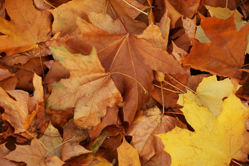 Autumn leaves background