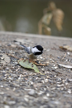 m&eacute;sange &agrave; t&ecirc;te noire
