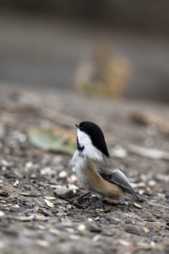 m&eacute;sange &agrave; t&ecirc;te noire