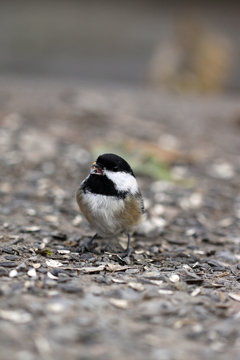 m&eacute;sange &agrave; t&ecirc;te noire