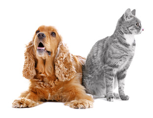 Cute dog and cat together on white background