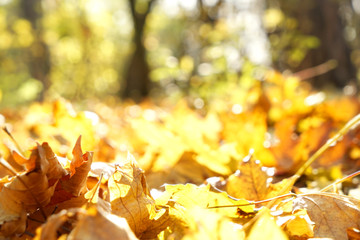 Close up view of fallen leaves in autumn park