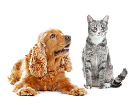 Cute dog and cat together on white background