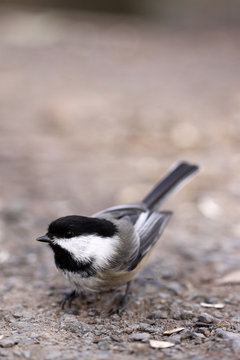 m&eacute;sange &agrave; t&ecirc;te noire