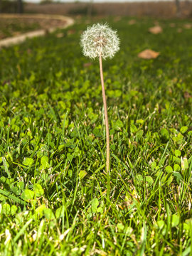Dandelion on the grass