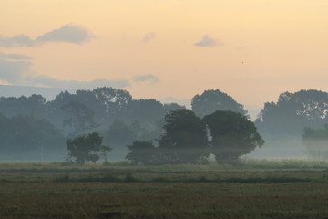 nature sunset with rice field
