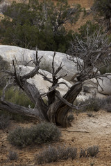 Tree growing beside a rock