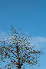 Fototapeta premium treetops