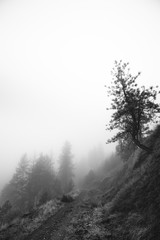 Fototapeta na wymiar Crooked tree on a slope in the fog