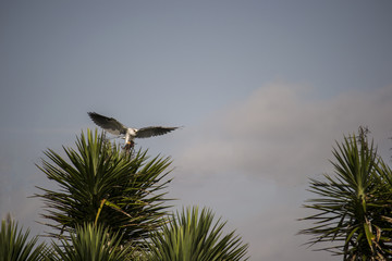 Osprey - Bird Of Prey Landing In A Yucca Tree - Sovereignty and Vigilance 