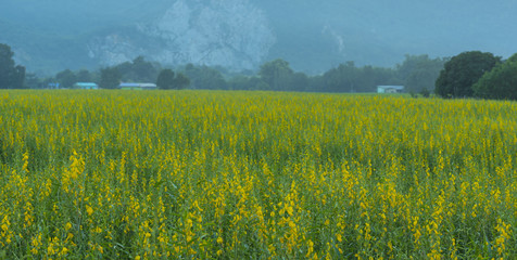 yellow flower in nature field