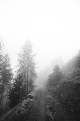 Footpath  Forest Covered by Fog - 126596274