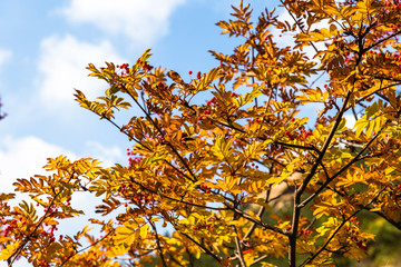 Autumn leaves in Bei Jiu Shui trail, Laoshan Mountain, Qingdao, China. Bei Jiu Shui is famous for the many pools of crystal clear water and it's waterfalls