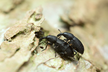 Mating Magdalis weevils on wood